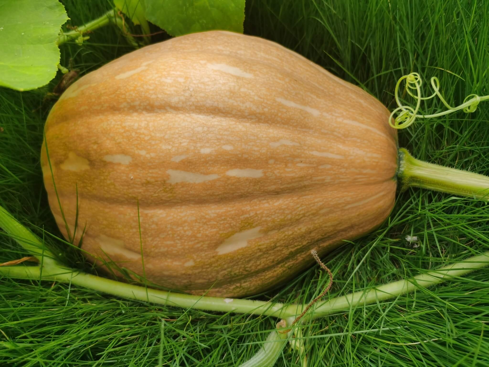 Cucurbita moschata